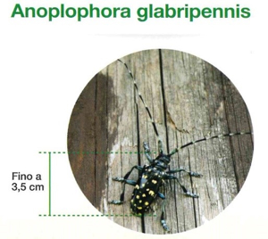Anoplophora glabripennis